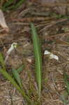 Bog white violet